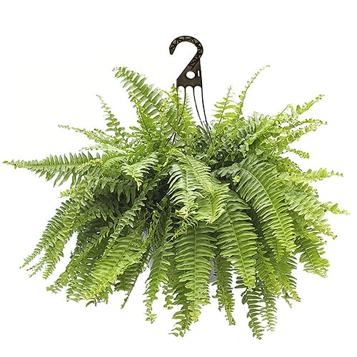 LP BOSTON FERN HANGING BASKET 8 IN