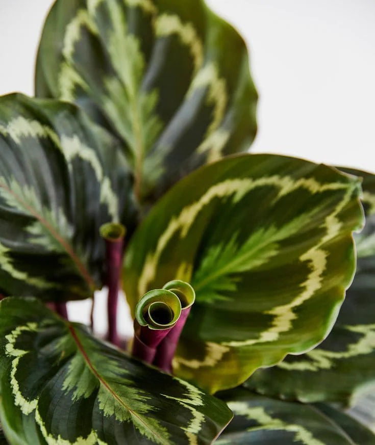 LP CALATHEA ROSEOPICTA MEDALLION 6.5 IN