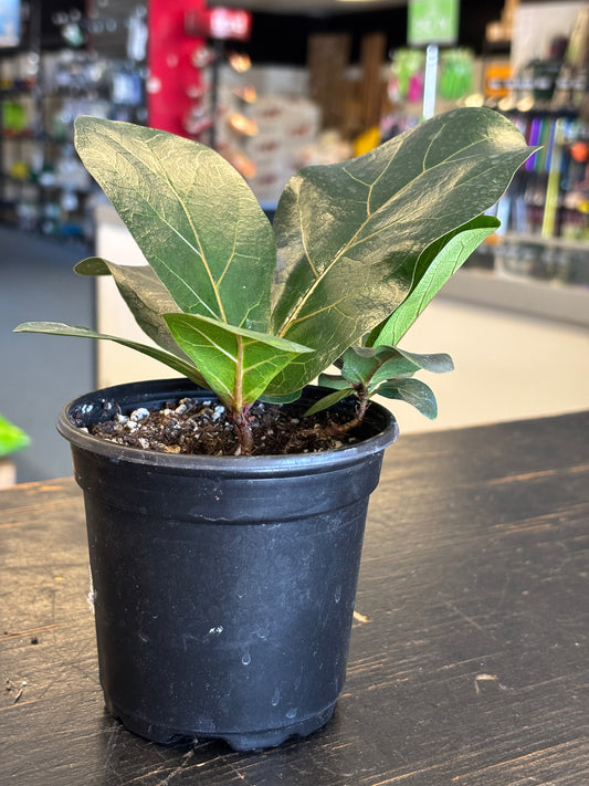 LP FICUS FIDDLE LEAF FIG 4 IN