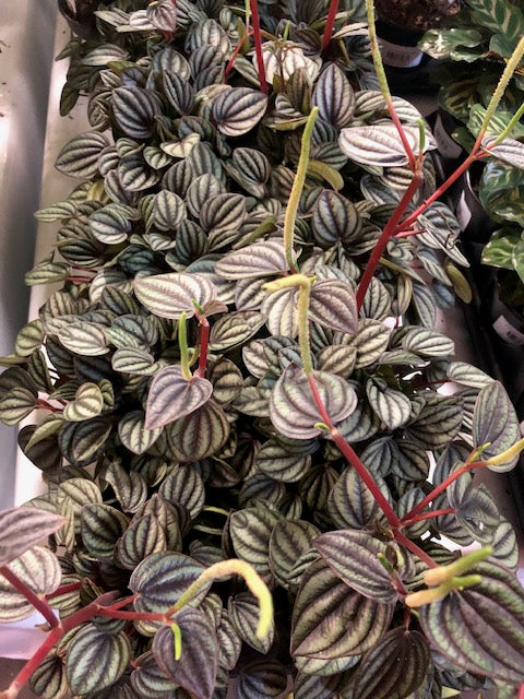 LP PEPEROMIA SANTORINI 4 IN