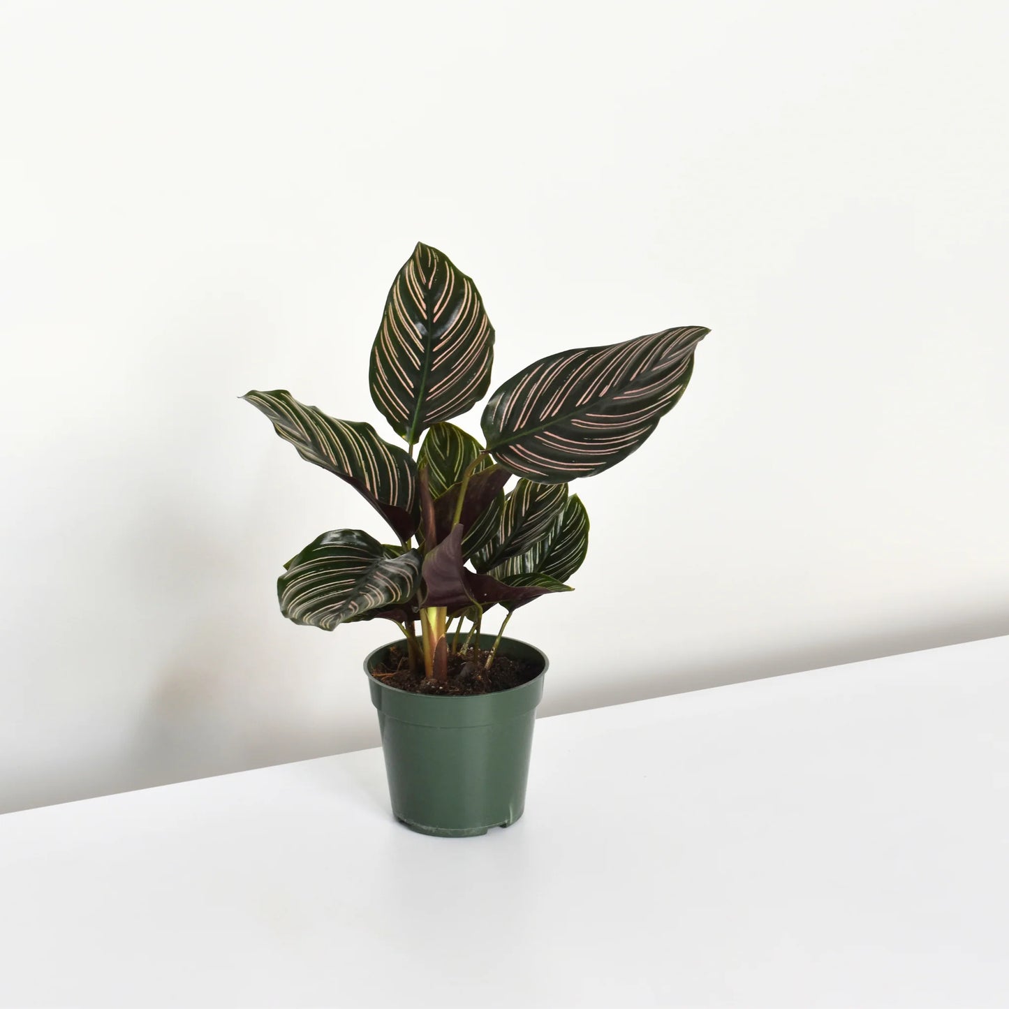 LP CALATHEA ORNATA PINK PINSTRIPE 6.5 IN