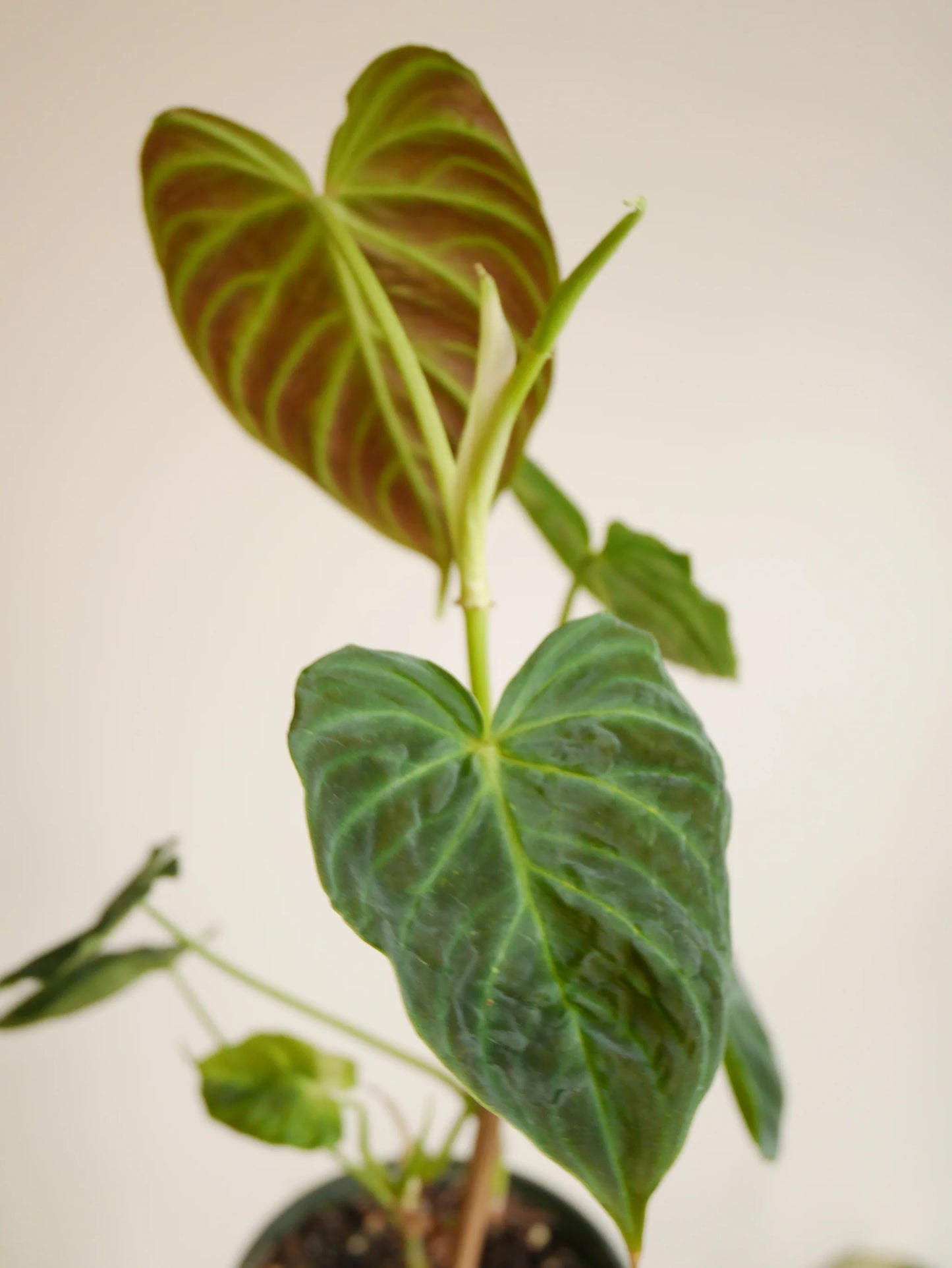 LP PHILODENDRON VERRUCOSUM 5.5 IN