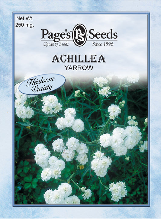 ACHILLEA - WHITE YARROW 250 MG HEIRLOOM NON GMO