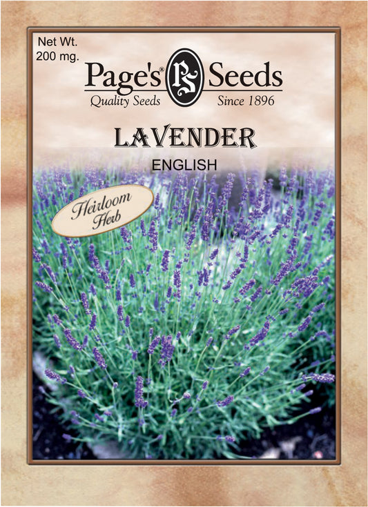 LAVENDER - ENGLISH 200MG HEIRLOOM NON GMO