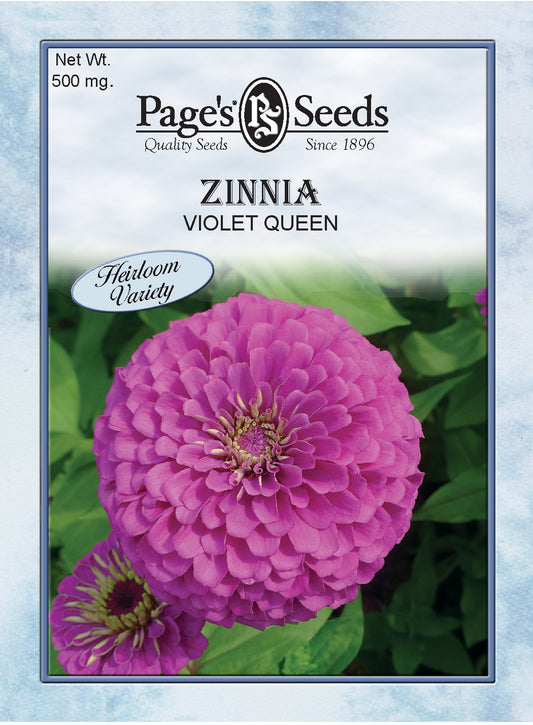 ZINNIA - VIOLET QUEEN 500MG HEIRLOOM NON GMO