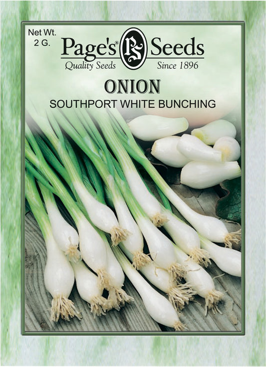 ONION - SOUTHPORT WHITE BUNCHING 2G NON GMO