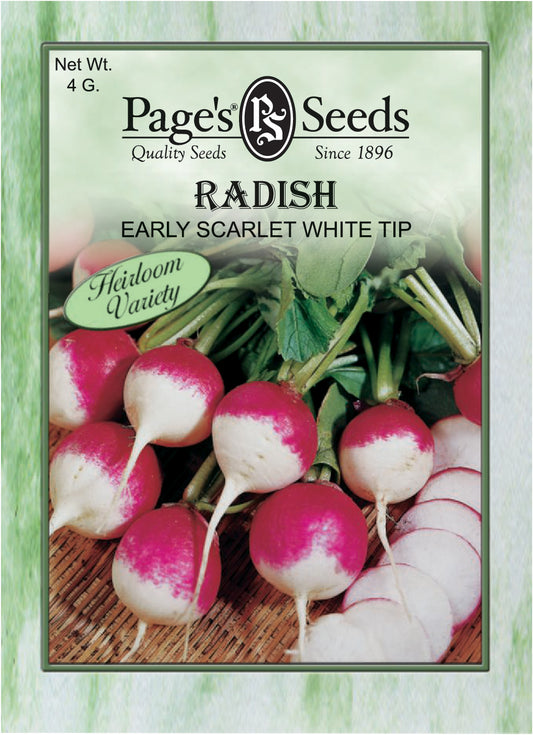 RADISH - EARLY SCARLET WHITE TIP 4G HEIRLOOM NON GMO