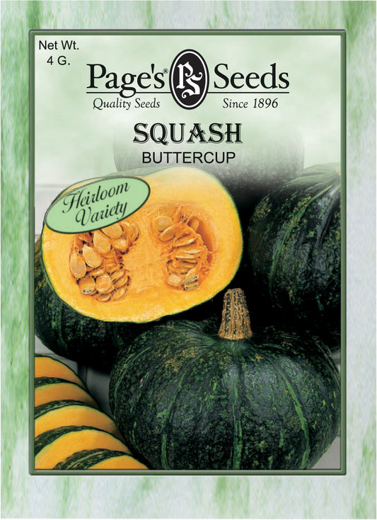 SQUASH - BUTTERCUP 4G HEIRLOOM NON GMO