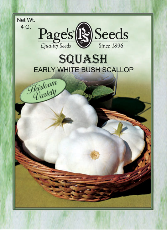 SQUASH EARLY WHITE BUSH SCALLOP 4G HEIRLOOM NON GMO