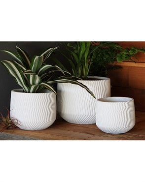 PHG AVENUE CURRUGATED CUP PLANTER -5IN- WHITE