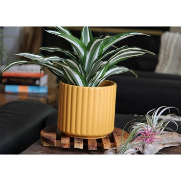 PHG PALM SPRINGS BRUSH COMB POT - 8 IN - MUSTARD