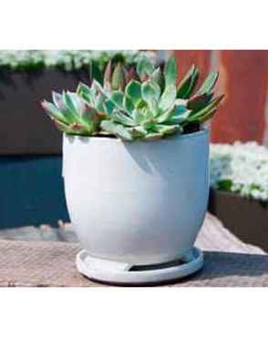 PHG VERANDAH MAUI INDOOR PLANTER 5IN WHITE