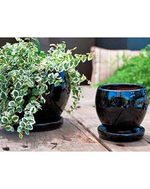 PHG VERANDAH MOLOKAI ORCHID POT 6IN BLACK