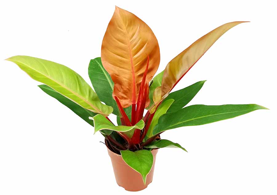 LP PHILODENDRON RED KING 2.5 IN