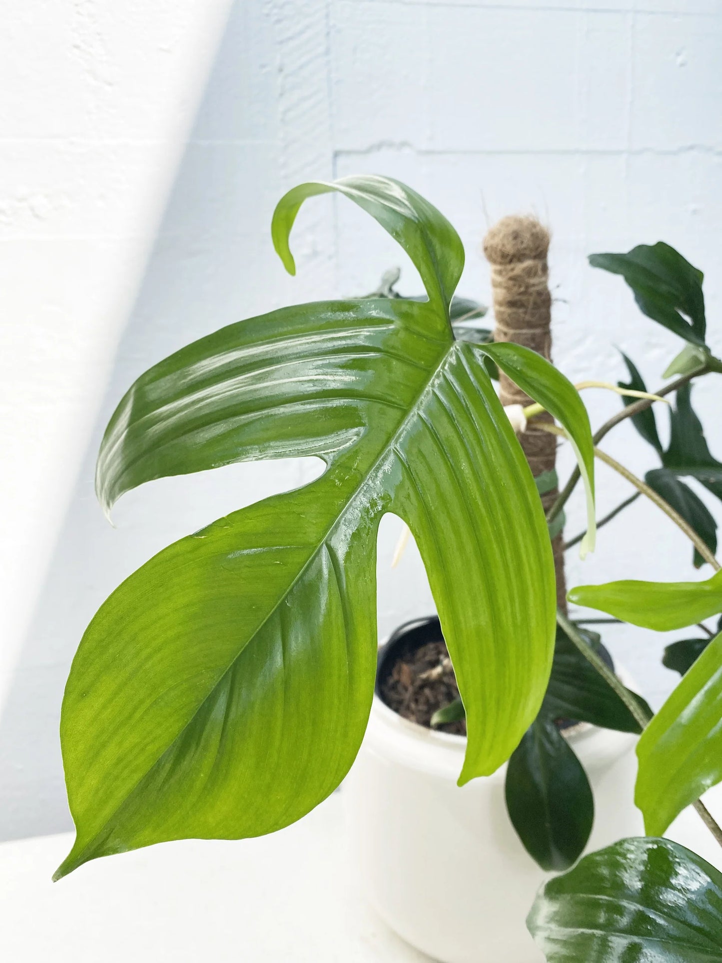 LP PHILODENDRON RUDOLPH 6.5 IN