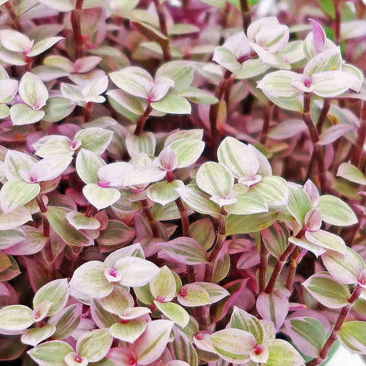 LP TRADESCANTIA CALLISIA REPENS - PINK PANTHER PLANT - 3.5"