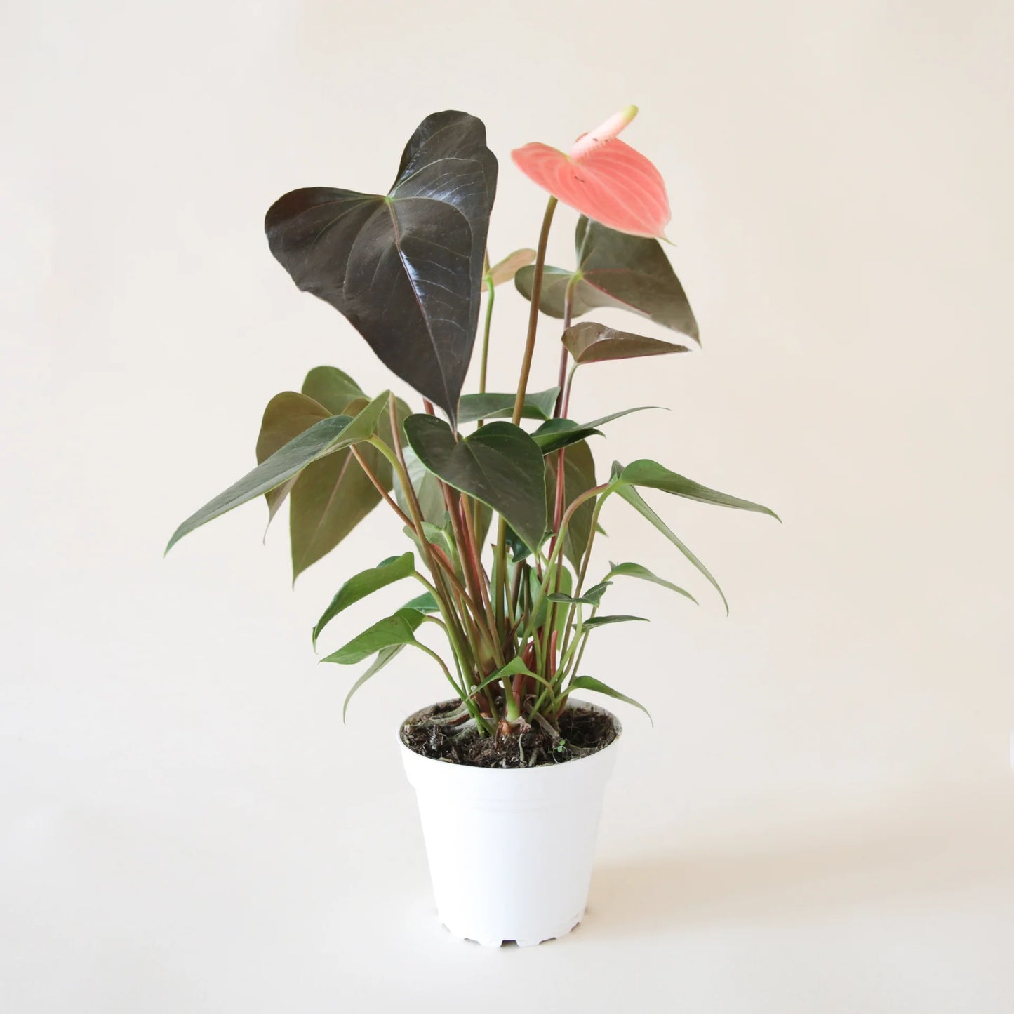 LP ANTHURIUM RAINBOW CHAMPION 8 IN