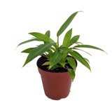 LP PHILODENDRON LITTLE PHIL 8 IN