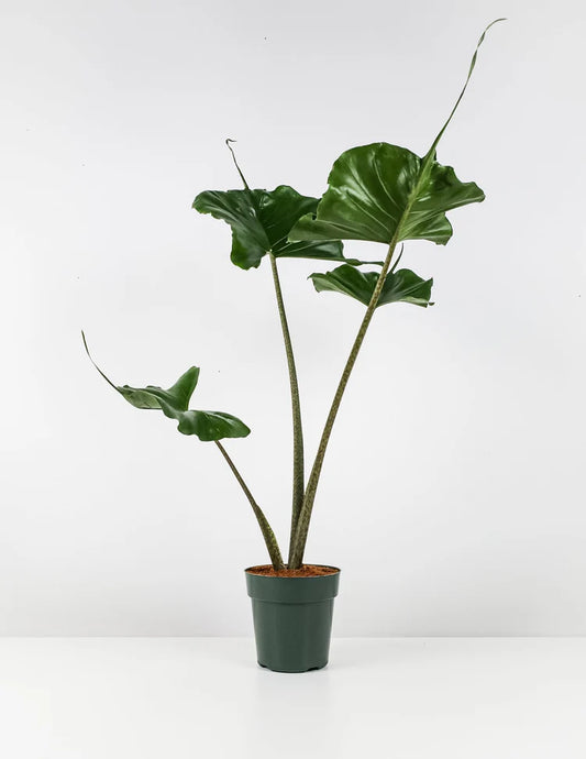 LP ALOCASIA STINGRAY 6.5 IN