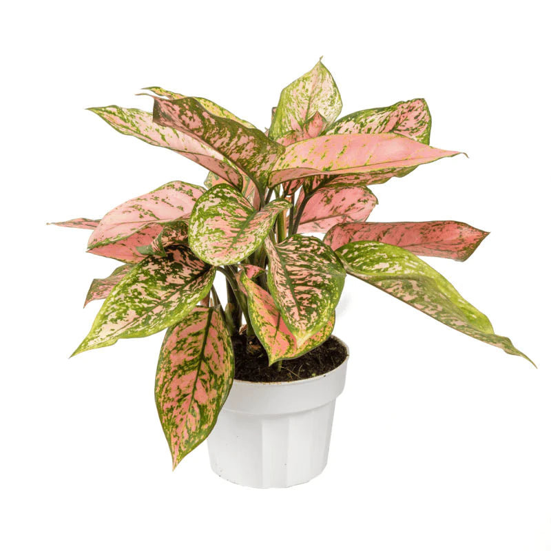 LP AGLAONEMA WISHES 4 IN