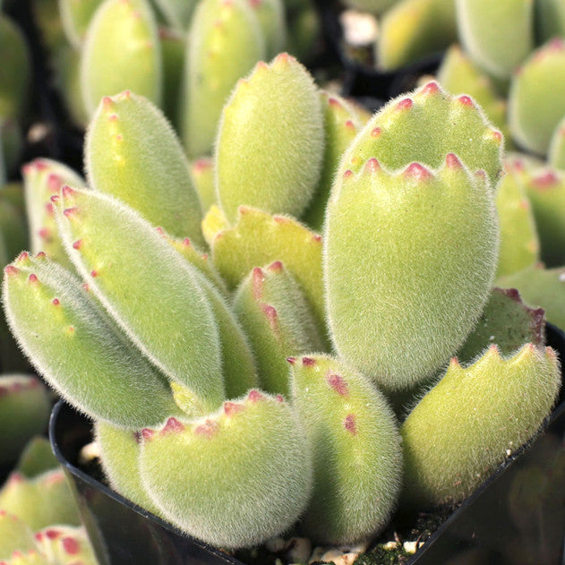 LP COTYLEDON TOMENTOSE BEAR'S PAW 3.5 IN