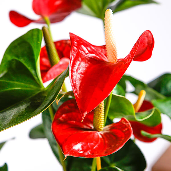 LP ANTHURIUM RED 6.5 IN