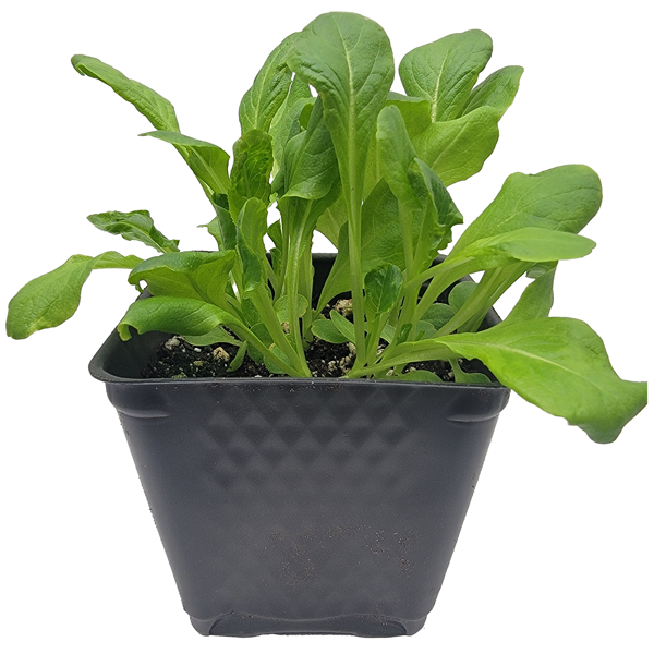 STARTS - BUTTER CRUNCH LETTUCE 3.5IN