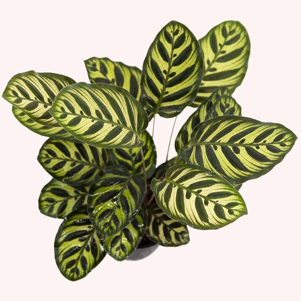 LP CALATHEA MAKOYANA 5.5 IN