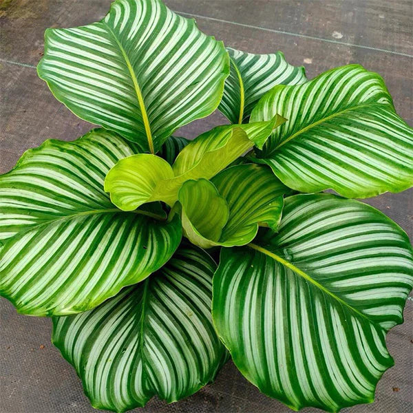 LP CALATHEA ORBIFOLIA 8 IN