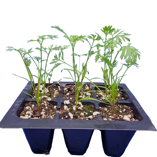 STARTS - NANTES CORELESS CARROTS 6PK