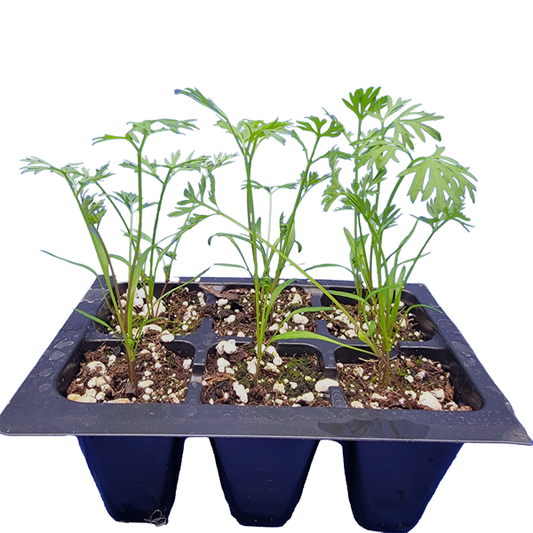STARTS - NANTES CORELESS CARROTS 6PK