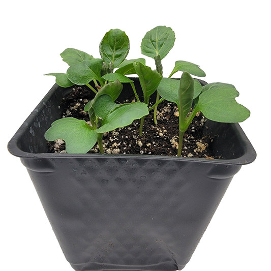STARTS - COPENHAGEN MARKET CABBAGE 3.5 IN