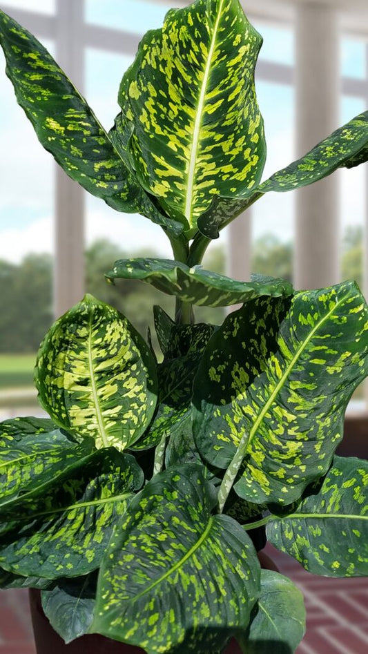 LP DIEFFENBACHIA REFLECTOR 4 IN