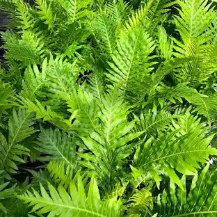 LP BLECHNUM GIBBUM FERN 2.5IN