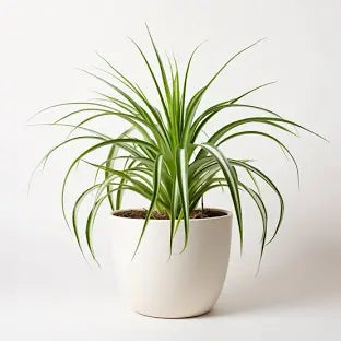 LP CHLOROPHYTUM - SPIDER PLANT 4 IN