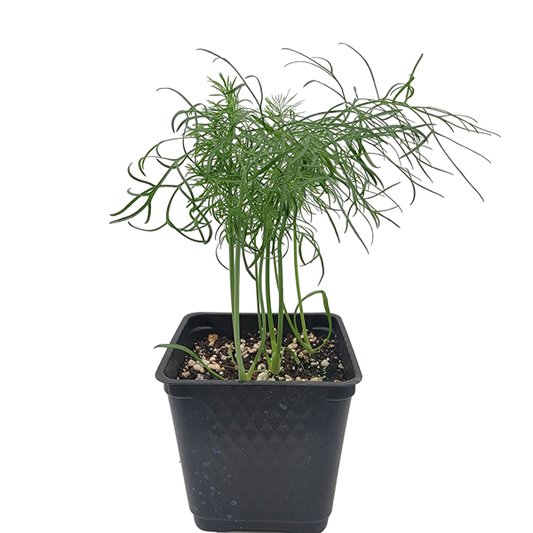 STARTS - FINOCCHIO FENNEL 3.5 IN