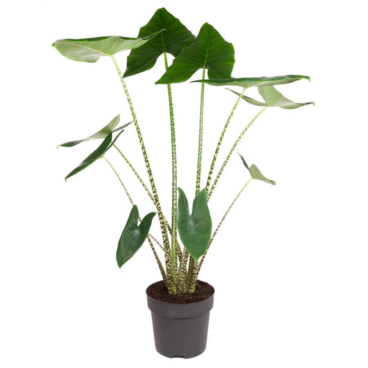 LP ALOCASIA ZEBRINA 12 IN