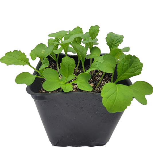 STARTS - FLORIDA BROADLEAF MUSTARD GREENS 3.5 IN