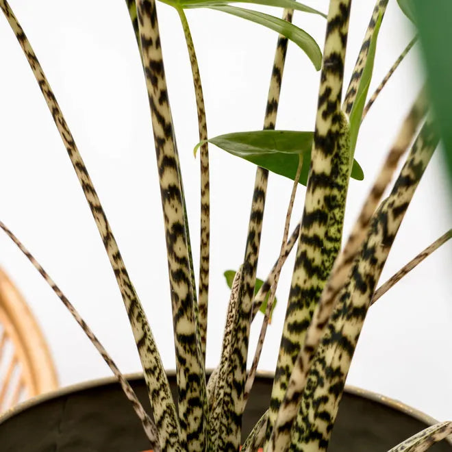 LP ALOCASIA ZEBRINA 12 IN