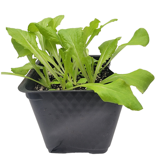 STARTS - ICEBERG LETTUCE 3.5 IN