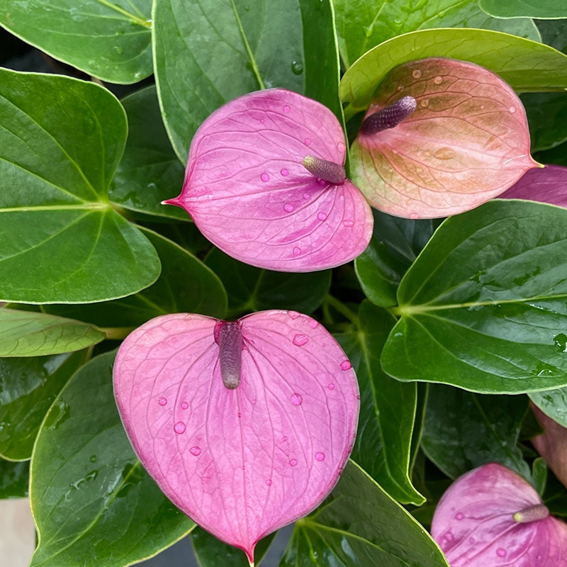 LP ANTHURIUM PURPLE 8 IN