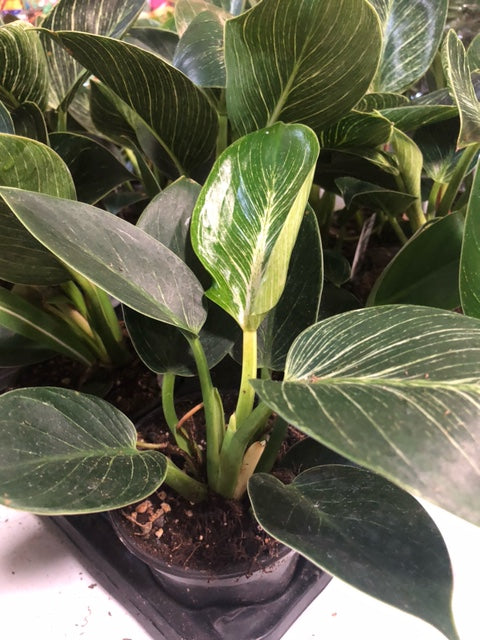 full grown philodendron birkin large LP PHILODENDRON BIRKIN 4 IN – Hefty Harvest