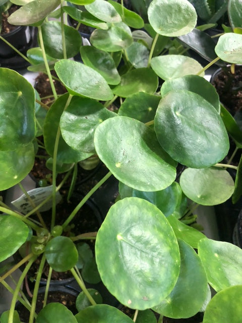 LP PILEA PEPEROMIOIDES 4 IN