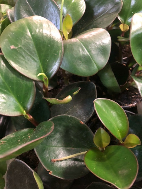 LP PEPEROMIA OBTUSIFOLIA - RED EDGE 6.5 IN