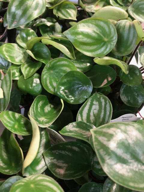 LP PEPEROMIA WATERMELON 5.5 IN