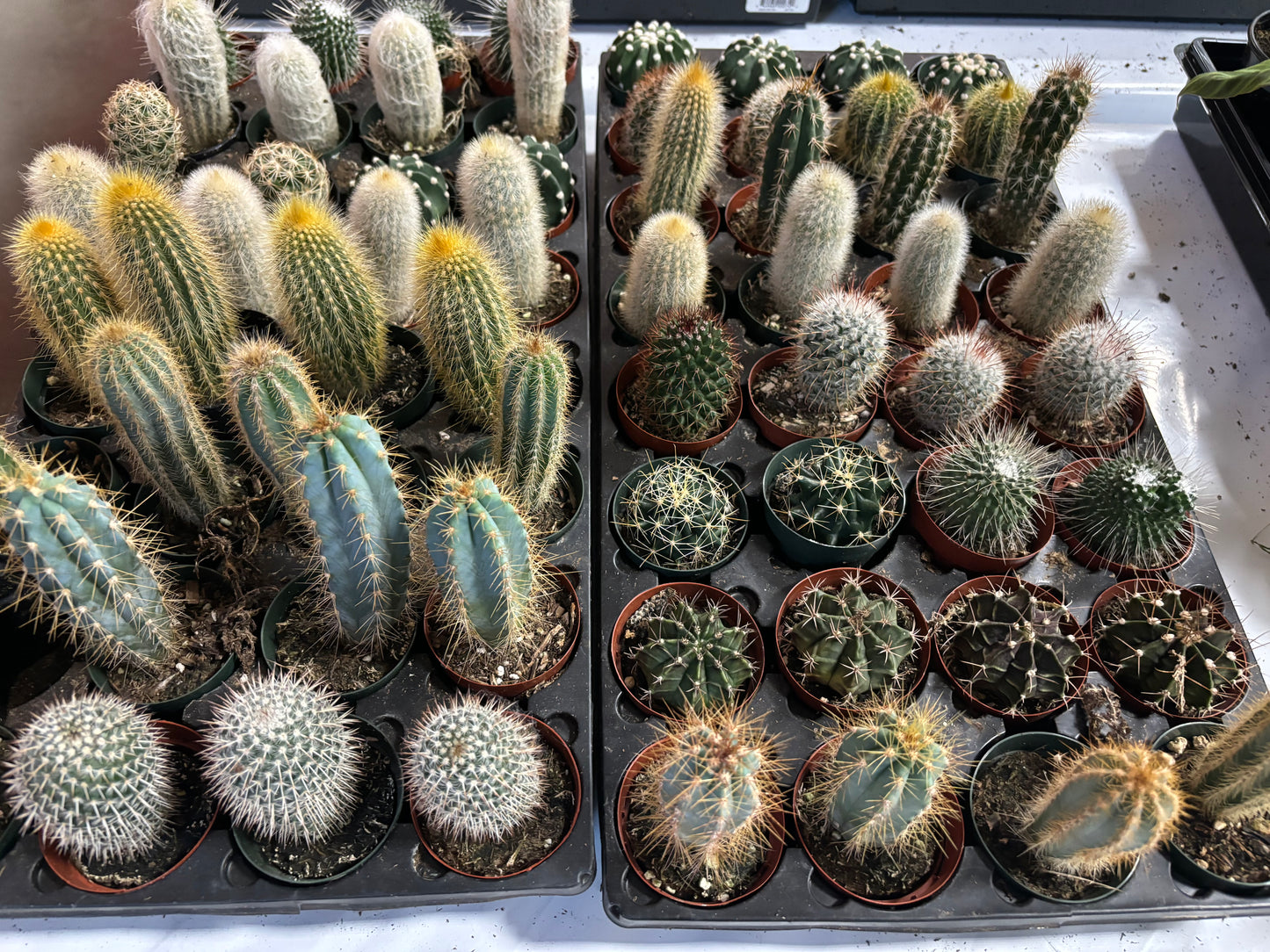 LP CACTUS 2.5 IN