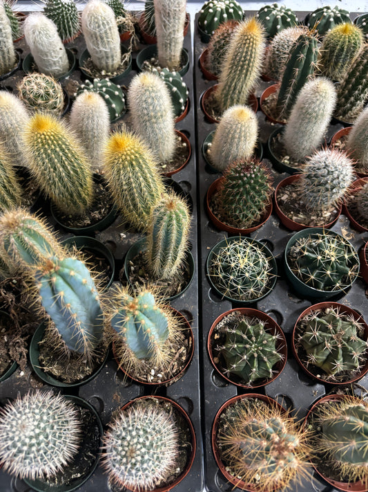 LP CACTUS 2.5 IN