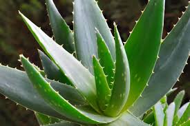 LP ALOE VERA 5.5 IN