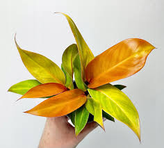 LP PHILODENDRON RED KING 2.5 IN