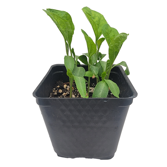 STARTS - LONG PURPLE EGGPLANT 3.5 IN